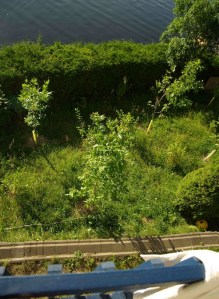 Plantation 2007 cas 4