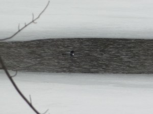 huard au lac Saint-Charles printemps 2013